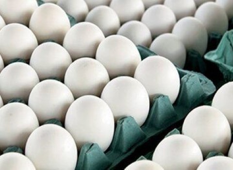 تصویر 4 از قیمت تخم مرغ محلی سفید + خرید باور نکردنی